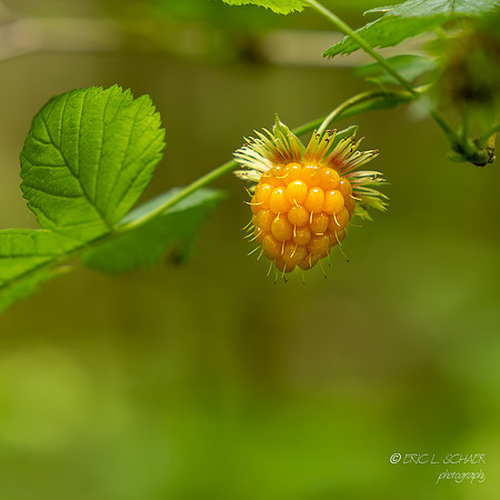 Salmonberry