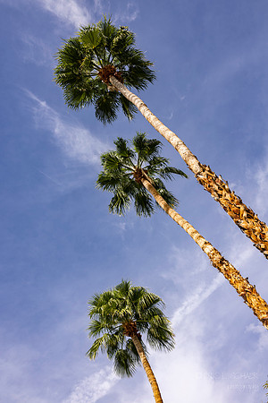 Canon- Palm Springs Mid Cent Modern Walk Tour