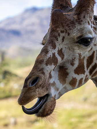 Canoon- The Living Desert Zoo & Gardens