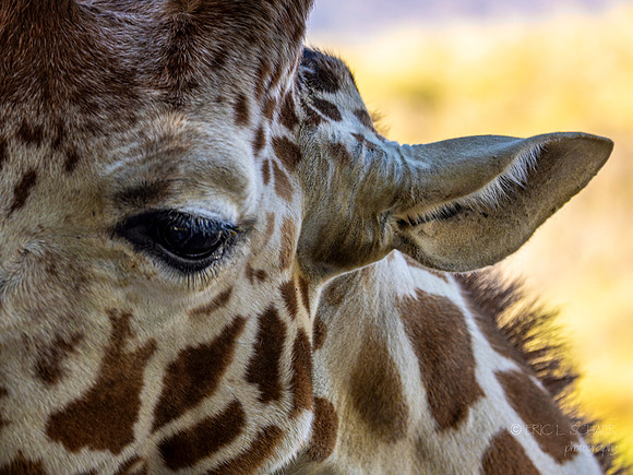 Canoon- The Living Desert Zoo & Gardens