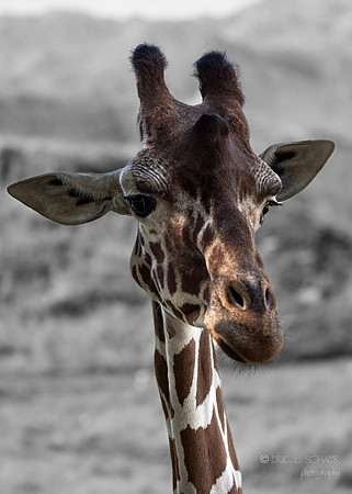 Canoon- The Living Desert Zoo & Gardens