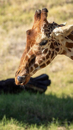 Canoon- The Living Desert Zoo & Gardens