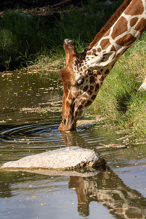 Canoon- The Living Desert Zoo & Gardens