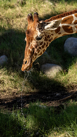 Canoon- The Living Desert Zoo & Gardens