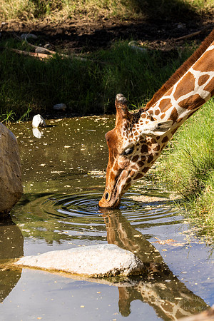Canoon- The Living Desert Zoo & Gardens