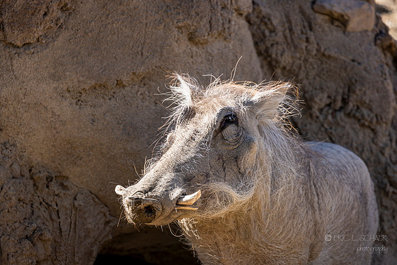 Canoon- The Living Desert Zoo & Gardens