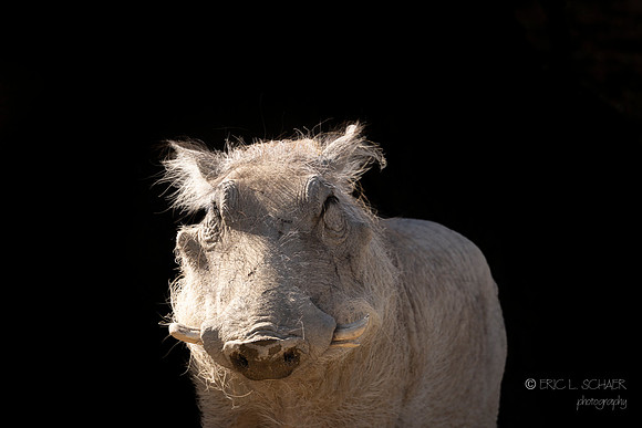 Canoon- The Living Desert Zoo & Gardens