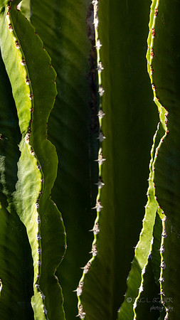 Canoon- The Living Desert Zoo & Gardens