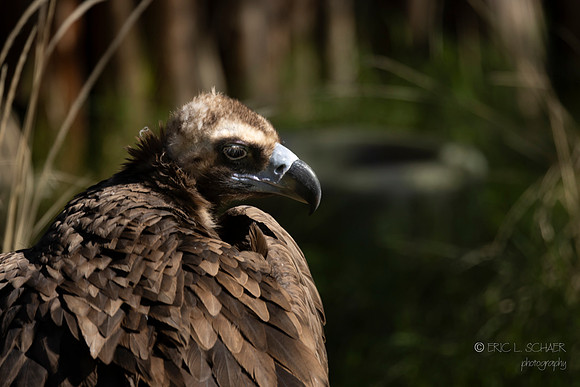 Canoon- The Living Desert Zoo & Gardens