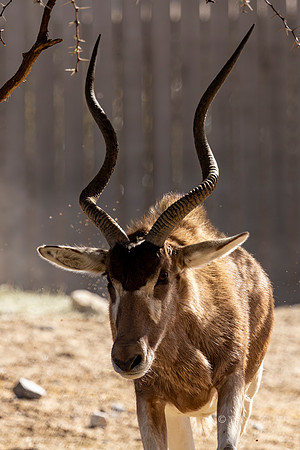 Canoon- The Living Desert Zoo & Gardens