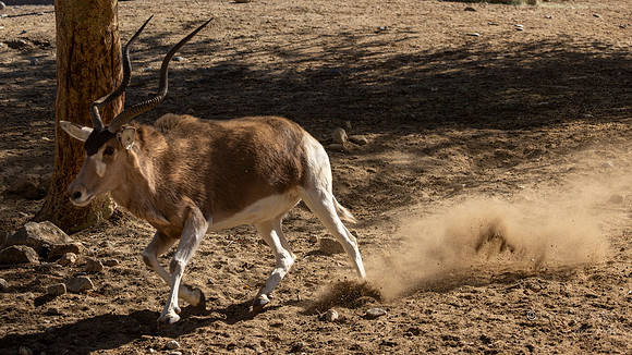 Canoon- The Living Desert Zoo & Gardens