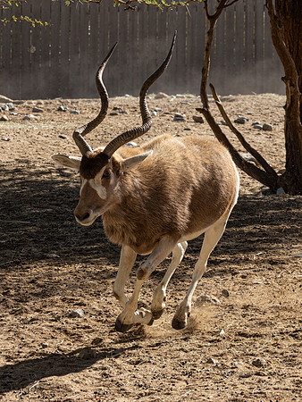 Canoon- The Living Desert Zoo & Gardens