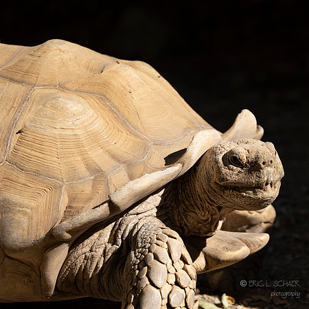 Canoon- The Living Desert Zoo & Gardens