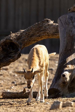 Canoon- The Living Desert Zoo & Gardens