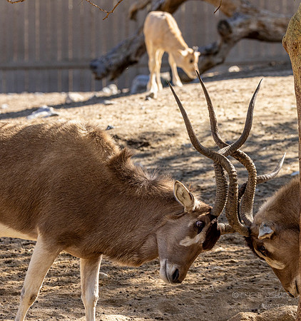 Canoon- The Living Desert Zoo & Gardens