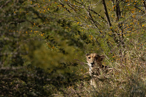 Canoon- The Living Desert Zoo & Gardens