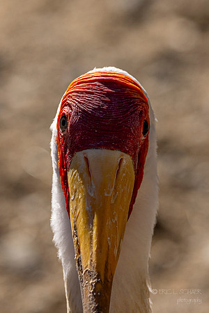 Canoon- The Living Desert Zoo & Gardens