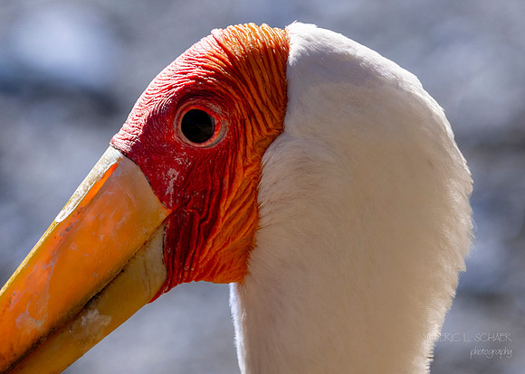 Canoon- The Living Desert Zoo & Gardens