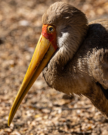 Canoon- The Living Desert Zoo & Gardens