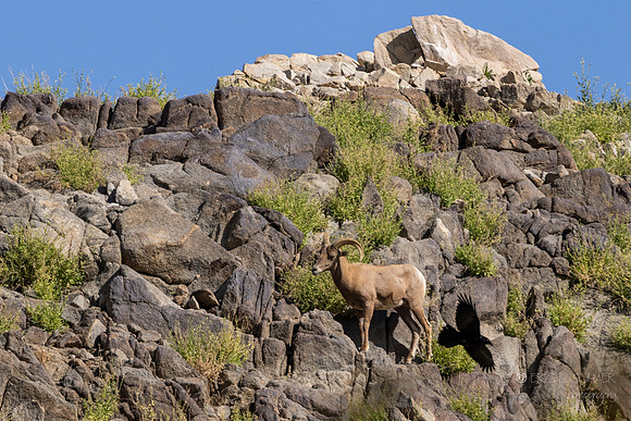 Canoon- The Living Desert Zoo & Gardens