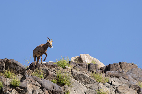 Canoon- The Living Desert Zoo & Gardens