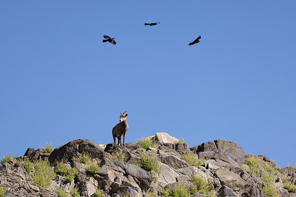 Canoon- The Living Desert Zoo & Gardens
