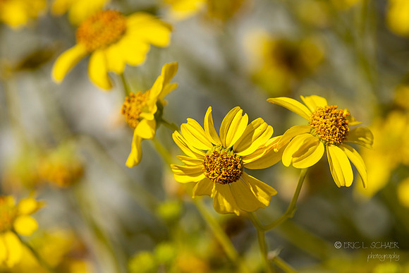 Canoon- The Living Desert Zoo & Gardens