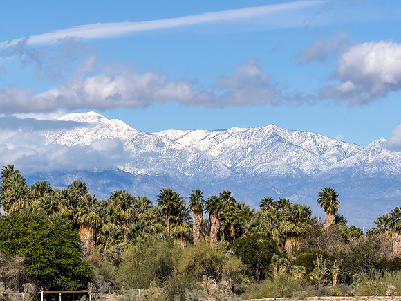 Canoon- The Living Desert Zoo & Gardens