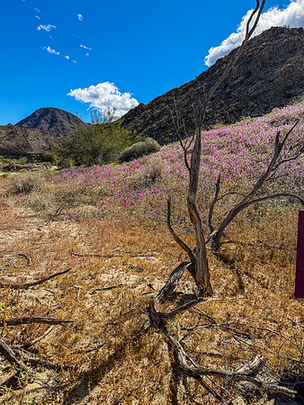 Canoon- The Living Desert Zoo & Gardens