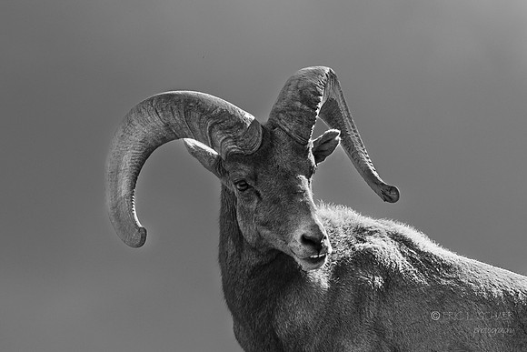 Canoon- The Living Desert Zoo & Gardens