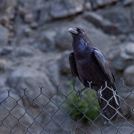 Canoon- The Living Desert Zoo & Gardens