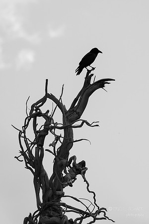Canoon- The Living Desert Zoo & Gardens