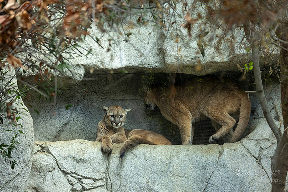 Canoon- The Living Desert Zoo & Gardens
