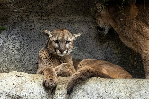 Canoon- The Living Desert Zoo & Gardens