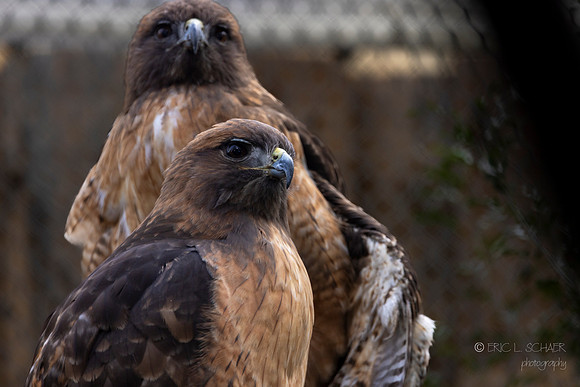 Canoon- Goldern Eagles- The Living Desert Zoo & Gardens