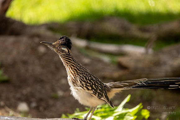 Canoon- Road Runner-The Living Desert Zoo & Gardens