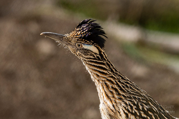 Canoon- Road Runner- The Living Desert Zoo & Gardens
