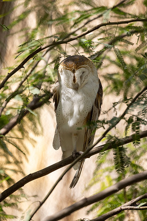 Canoon- Barn Owl- The Living Desert Zoo & Gardens