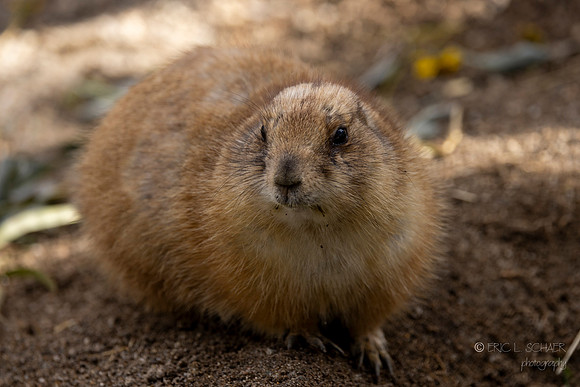 Canoon- The Living Desert Zoo & Gardens