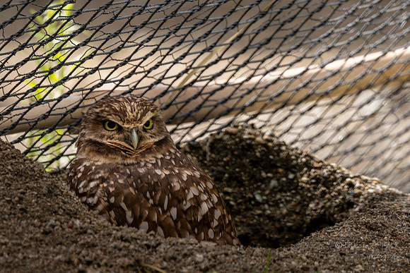 Canoon- Burrowing Owl- The Living Desert Zoo & Gardens