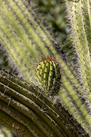 Canon- The Living Desert Zoo & Gardens