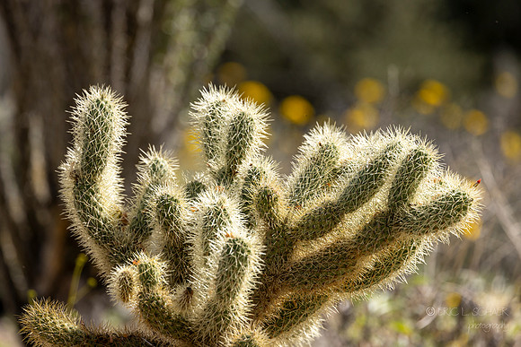 Canon- The Living Desert Zoo & Gardens