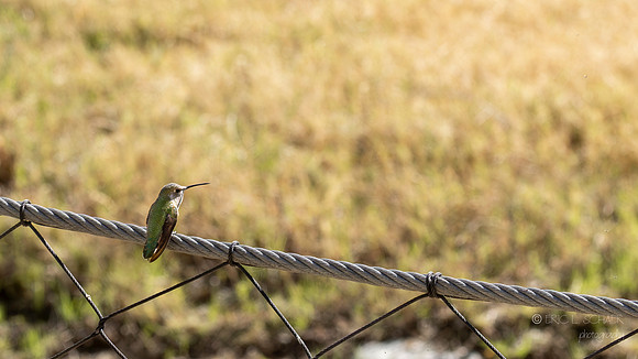 Canon- Anna’s Hummingbird- The Living Desert Zoo & Gardens