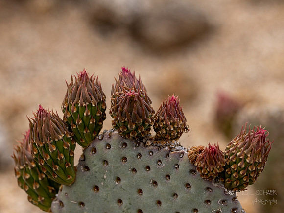 Canon- Palm Desert- Randal Henderson Hike