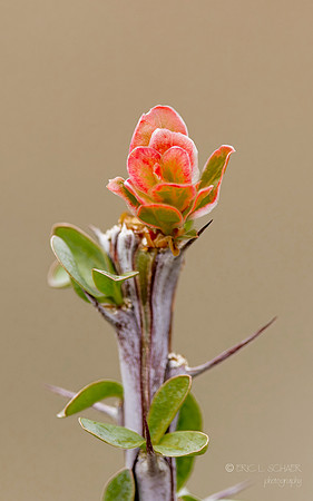 Canon- Palm Desert- Randal Henderson Hike