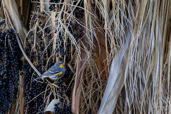 Canon- Audubon's Yellow-rumped Warbler Western Desert Willow Resort