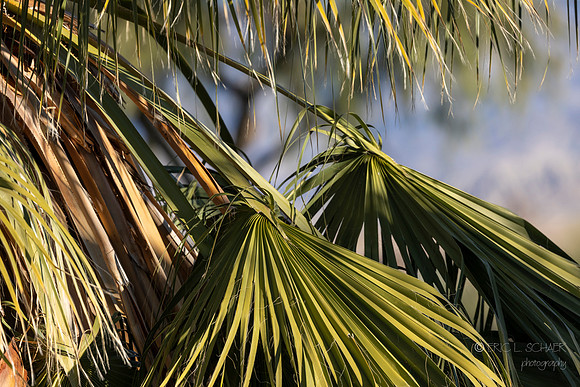Canon- Palm Leaves- Western Desert Willow Resort