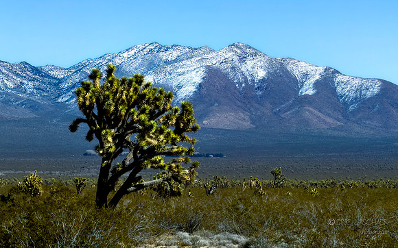 Phone- Jashua Tree- Drive from Palm Springs to Las Vegas