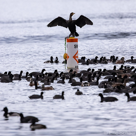 Double Crested Cormorant- Lots of Ducks