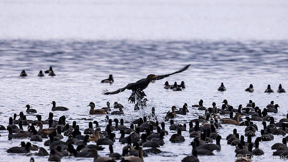 Double Crested Cormorant- Lots of Ducks